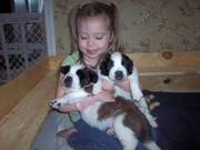 KC Saint Bernard Puppies Available right now