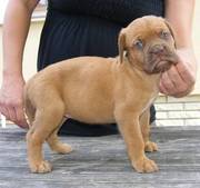 Perfect Dogue de Bordeaux Puppies