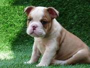 Great English bulldog puppies