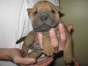 thr best Sharpei puppies avalible