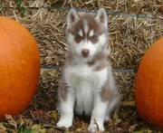 Siberain Husky Puppies For Adoptiopn