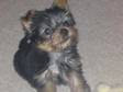 Tiny 11 week old yorkie pup,  champion blood lines with....