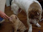 Two year old lilac flowered bearcoat shar pei