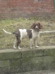 english springer spanial