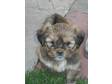 lhasa apso puppies. cute lhasa apso pups many diffrent....