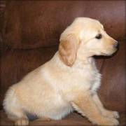 Golden Retriever Puppies For Sale