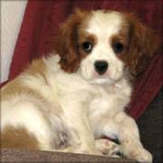 King Charles Spaneil Puppies For Sale