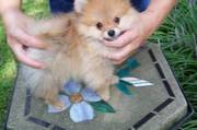 Pomeranian Puppies For Good Homes