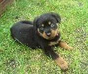 Beautiful Rottweiler Puppies