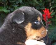 Rottweiler puppies