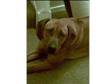 rhodesian ridgeback. I am happy to say Codi had her....