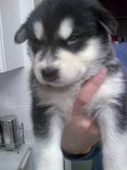 Pure bred kc reg Alaskan Malamute pups