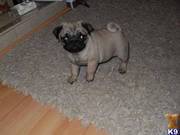 Top Quality Beatuiful Pug Puppies