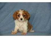 Cavalier King charles spaniel puppies