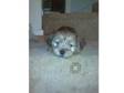 jackzu Puppy for SALE 9 weeks old. jackzu puppy brown in....