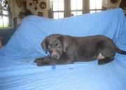 Labrador Retriever puppies ready to go now