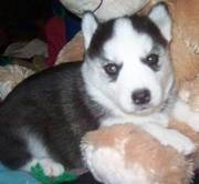 Lovely Siberian Husky Puppies For Adoption