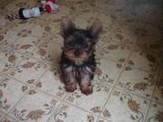 Beautiful Yorkshire Terrier Puppies