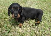 Gorgeous Dachshund puppies for sale