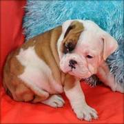 Champ Bulldog Puppies For Sale