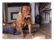 dogue de bordeaux for sale. for sale is our bordeaux....