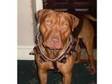 mastif cross for sale (£300). 3 years old male Mastif....