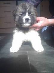 KC reg akita puppies for sale