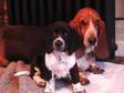 SPRINGBATT PUPPY,  Basset Hound x Springer Spaniel One....