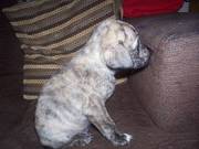 Staffie Cross 6 weeks old Male