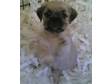 DELIGHTFUL PUSHON puppies Pug x Bishon Frise Delightful....