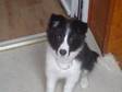 COLLIE CROSS husky 20 week old dog very well behaved....