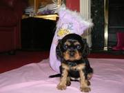 Cavalier King Charles Puppies