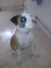 Staffordshire Terrier