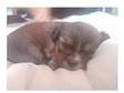 Shorkie Pups For Sale- Kirkcaldy. Litter of 5 Shorkie....