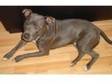 male blue staff bull terrier. Born July 2008,  KC Reg, ....