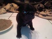 Pug puppies for sale