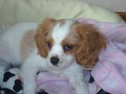 Cavalier King Charles Spaniel Puppy