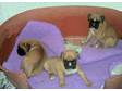 Pedigree KC Registered Boxer Puppies in Dumfries,  Dumfries and Gal