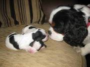 Cavalier King Charles spaniel puppies