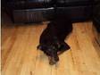 rottweiler cross collie needing rehomed through no fault....