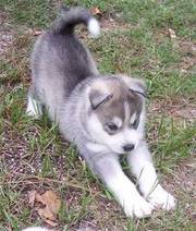 Chaming siberian husky for adoption