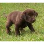 Labrador Retriever puppy for Adoption