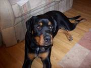 loving home needed for Alfie the Rottie