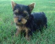 Yorkshire Terrier Puppies