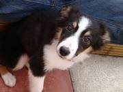 Collie Puppy for sale