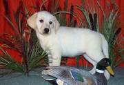 Labrador Retriever Puppies