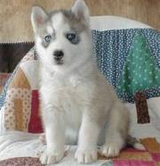 KC Siberian Husky Puppies For Sale