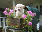 KC Bichon Frise Male and Female