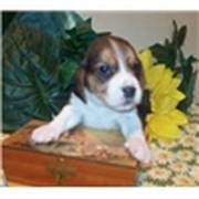 Beagle puppy for sale