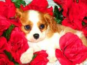 Cavalier King Charles Spaniel Puppies